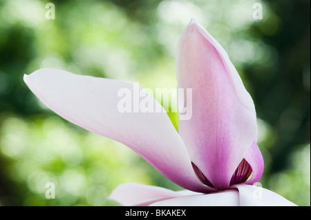 Magnolia campbellii flower. UK Stock Photo