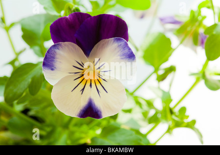 Pansy / Viola flower, with leaves in soft focus. Stock Photo