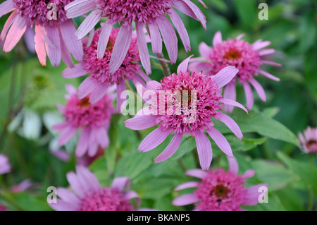 Purple cone flower (Echinacea purpurea 'Pink Double Delight') Stock Photo