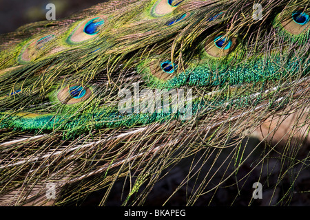 Peacock's colorful  feathers Stock Photo