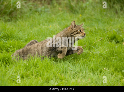 Wild cat, Felis silvestris, starts to run Stock Photo