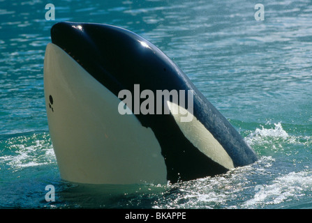 FREE WILLY 3: THE RESCUE (1997) FRW3 008 MOVIESTORE COLLECTION LTD Stock Photo
