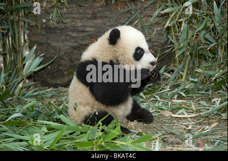 Baby giant panda, Ailuropoda melanoleuca, about 5 months old with bamboo, in Wolong, Sichuan, China Stock Photo