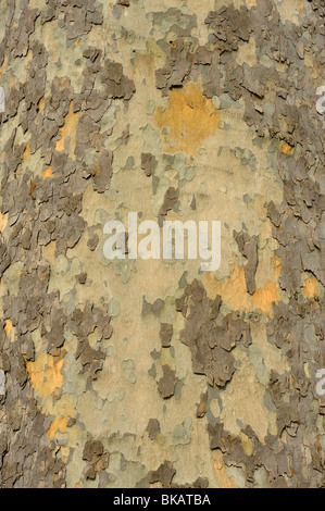 Flaking bark of London plane tree, Platanus x hispanica