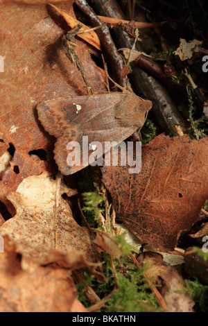 The Satellite (Eupsilia transversa) moth Stock Photo