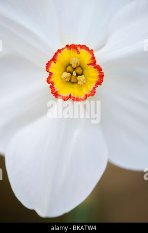 Narcissus actaea. Narcissus poeticus. Pheasant Eye daffodil Stock Photo