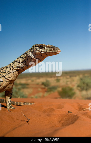 Perentie goanna in red sand desert area Australia Stock Photo