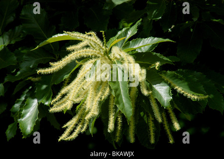 Sweet chestnut, Castanea sativa, male flowers, attract bees in midsummer. Stock Photo