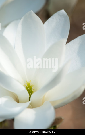 Magnolia 'pristine' flower Stock Photo