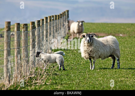Spring lambs in green pasture field on sunny day Stock Photo
