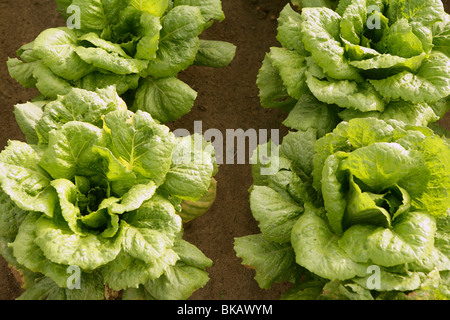Cabbage fields in Spain, rows of vegetable food Stock Photo