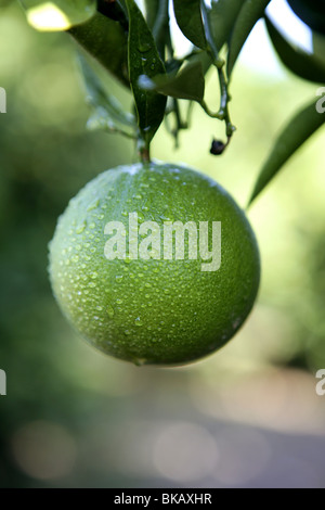 Oranges hanging from branch with green leaves and flowers on white ...