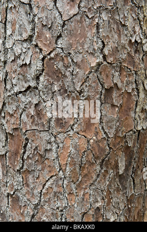 Caribbean Pine (Pinus caribaea) bark Union St. Lucia Windward Islands West Indies Caribbean Central America Stock Photo