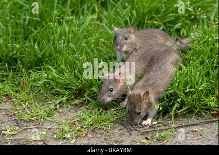 Three baby brown rats, Rattus norvegicus, emerge nerviously to forage on food spily beneath bird feeders Stock Photo