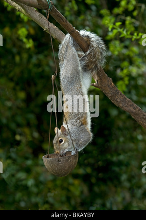 Grey squirrel raiding bird feeder Stock Photo