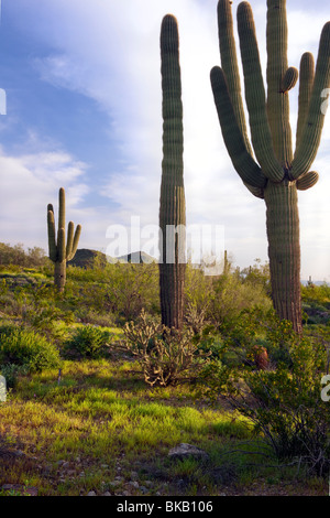 Towering Saguaro cactus in the Sonoran Desert and Arizona's White Tank Mountains Regional Park. Stock Photo