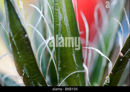 Agave filifera. Thread leaf Agave Stock Photo