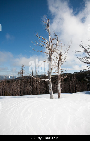 Whitebark Pine Trees on the edge of the Gnarl Ridge fire line, Cooper Spur, Mount Hood National Forest - Mount Hood, Oregon Stock Photo