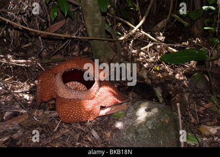 Rafflesia keithii in bloom, Sabah, Borneo, East Malaysia. Stock Photo