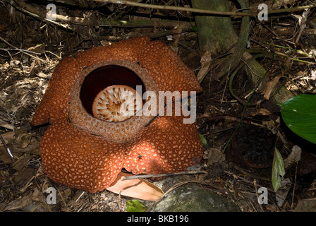 Rafflesia keithii in bloom, Sabah, Borneo, East Malaysia. Stock Photo