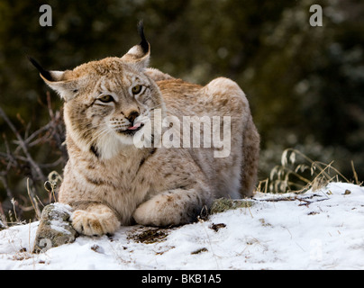 Siberian (Eurasian) lynx in winter Stock Photo