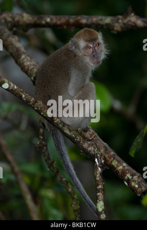 Long-tailed Macaque, Macaca fascicularis, sitting on branch, looking at camera, Kinabatangan, Sabah, Malaysia Stock Photo
