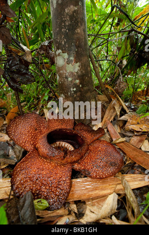 Rafflesia arnoldii in bloom, Ranau, Sabah, Malaysia Stock Photo