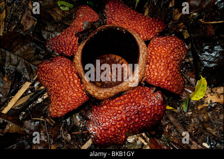 Rafflesia arnoldii in bloom, Ranau, Sabah, Malaysia Stock Photo