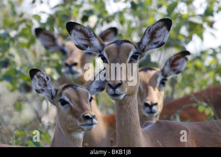 impala, kruger, south, africa Stock Photo