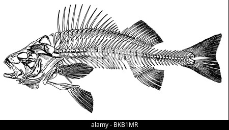 European Perch, Common Perch (Perca fluviatilis), drawing of skeleton. Stock Photo
