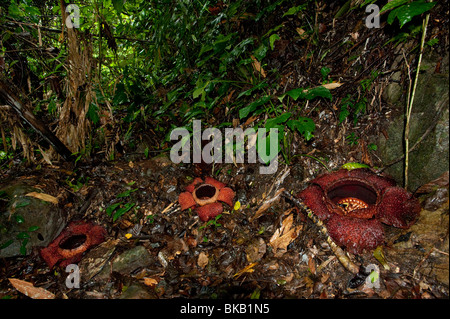 Several Rafflesia arnoldii in bloom, Ranau, Sabah, Malaysia Stock Photo