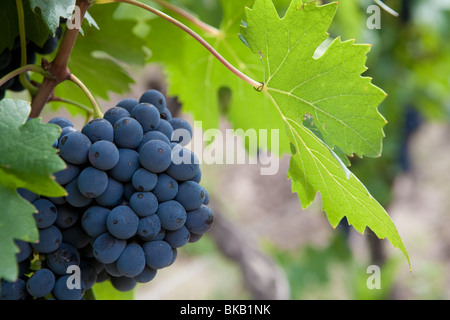 A bunch of malbec grapes in a vineyard in Mendoza, Argentina Stock Photo