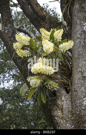 Outstanding Dendrobium, King Orchid (Dendrobium speciosum), flowering in the fork of a tree. Stock Photo