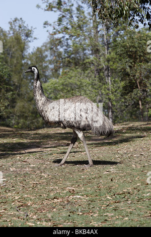 Emu (Dromaius novaehollandiae). Stock Photo