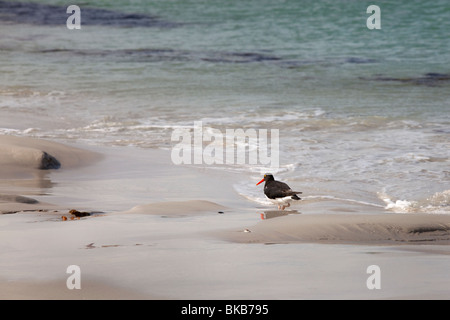 Oyster Catcher on a beach in West Falklands Stock Photo
