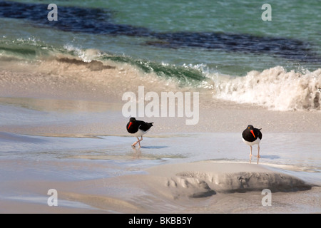 Oyster Catchers on a beach in West Falklands Stock Photo