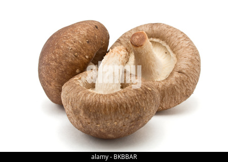 Whole raw Shiitake Mushrooms isolated against white background. Stock Photo