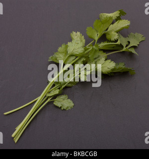 Sprig of fresh coriander on a background of dark grey slate. Stock Photo