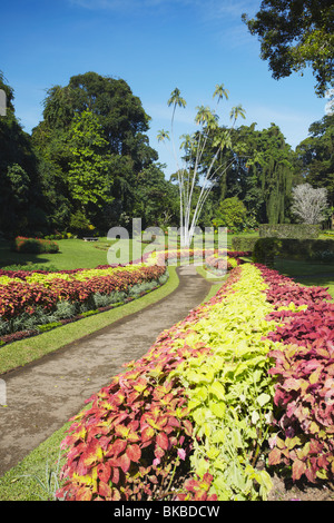 Flower garden in Peradeniya Botanic Gardens, Kandy, Sri Lanka Stock Photo