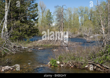 American Beaver (Castor canadensis), lodge. Stock Photo