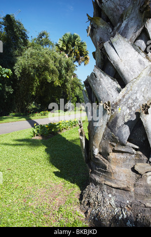 Talipot palm tree in Peradeniya Botanic Gardens, Kandy, Sri Lanka Stock Photo