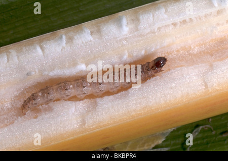 European Corn Borer (Ostrinia nubilalis), larva in maize (corn) stalk. Stock Photo