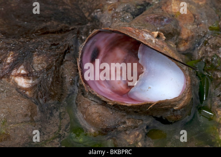 American Slipper Limpet, Common Atlantic Slippersnail (Crepidula fornicata). Stock Photo