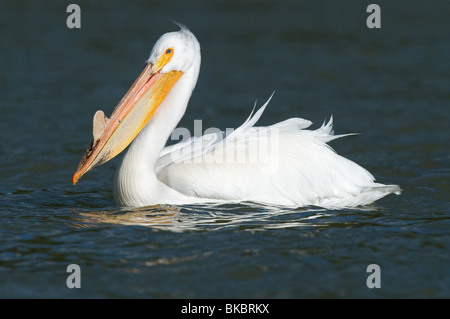 American White Pelican (Pelecanus erythrorhynchos), adult in breeding plumage on water. Stock Photo
