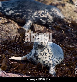 Grey seal hauled out on the rocks, taken in the Farne Islands, Northumberland Stock Photo