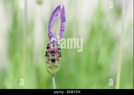 Lavandula stoechas pedunculata. Lavender flower Stock Photo