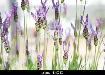 Lavandula stoechas pedunculata lavender flowers Stock Photo