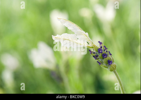Lavandula stoechas viridis 'Ballerina'. Lavender flower Stock Photo