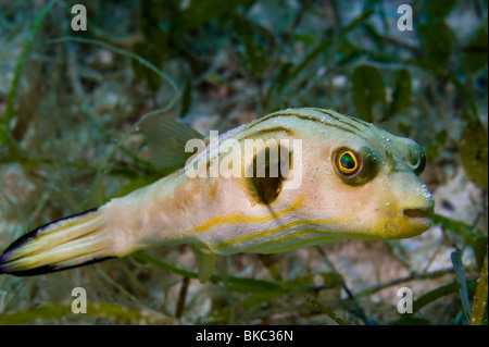 Narrow-lined Toadfish striped puffer Arothron manilensis fish wild wildlife in green seagrass sea grass portrait wide eyes big e Stock Photo