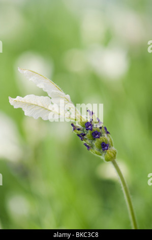 Lavandula stoechas viridis 'Ballerina'. Lavender flower Stock Photo